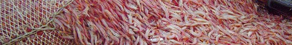 A photograph of Argentine red shrimp caught in a net.