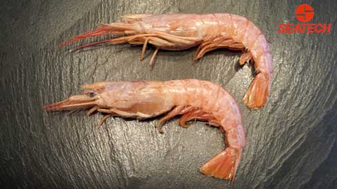 A photograph of whole Argentine red shrimp