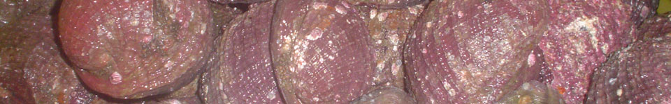 A photograph of live Chilean loco which are similar to abalone.