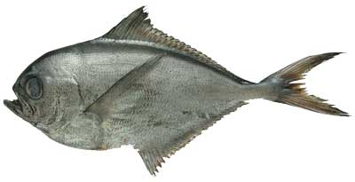 A photograph of a whole Chilean pomfret fish.