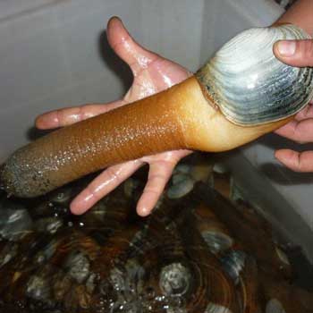 A photograp of a live geoduck being held in front of a live tank with geoduck in it.