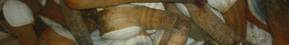 A photograph of geoduck in a live tank.